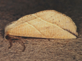 Arcyophora longivalvis
